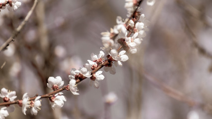 White pink cherry blossom flowers beige sepia close-up. Romantic color graded vintage style spring delicate flower petals nature details macro with blurred background