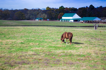 Lone Farm Horse