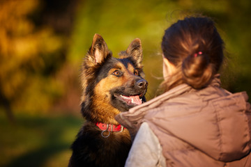 Bohemian shepherd, portrait, dog looking from behind a little girl directly into the camera. Family play with dog in the garden. Children and dogs. Active, keen dog and his family. Ancient Czech breed