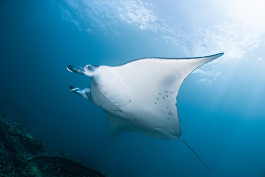 Manta Ray