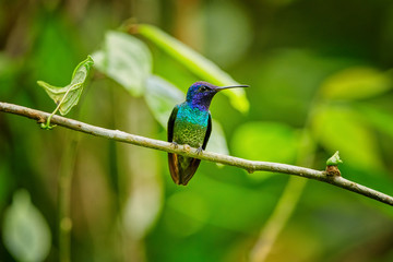 Golden-tailed sapphire, Chrysuronia oenone, colorful hummingbird in rainforest of Sumaco volacano...