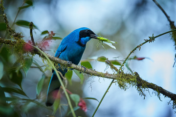 Turquoise Jay Cyanolyca turcosa, vibrant blue bird with the black mask and collar, with green Grasshopper in its beak. Perched on mossy branch against blurry cloud forest. Bellavista,  Ecuador.