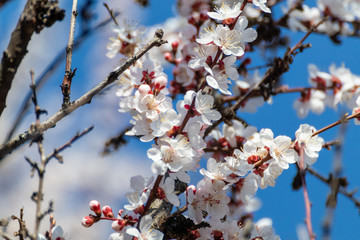 White pink cherry blossom flowers close-up on clear blue sky. Romantic spring delicate flower petals nature details macro with blurred background