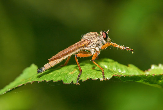 A selective-focus macro image of a Robber Fly (Asilidae family) rests on a green leaf, rubbing it's front legs together; the background is a pleasant blur of dark green tones.