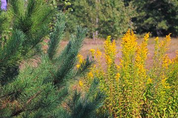 Fototapeta premium Close-up of a pine branch on a sunny day.