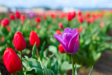 Purple tulip in a field of red tulips