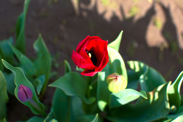 Red Tulip from above