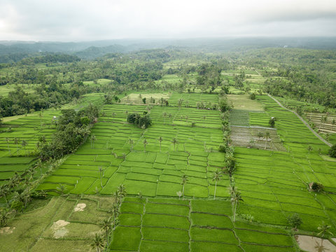 Aerial view of rice fields at Licin, Banyuwangi Regency, East Java, Indonesia.