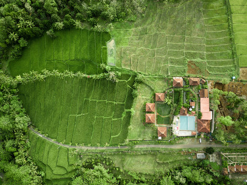 Aerial view of rice fields at Licin, Banyuwangi Regency, East Java, Indonesia.