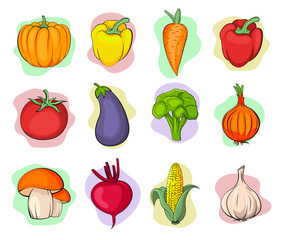 Set of vegetables. Pumpkin, Bell pepper, carrot, tomato, eggplant, broccoli, onion, garlic, mushroom,  beet, corn vector isolated illustration. Food illustration. vegan set. Vegetarian food. 