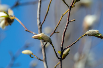 White magnolia buds blossom flowers close-up on clear blue sky. Romantic spring delicate flower wake up nature details macro with blurred background