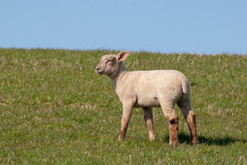 Lamm auf dem Dach