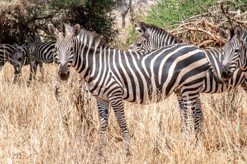Zebras grazing on plains in Tarangire National Park in Tanzania, Africa.