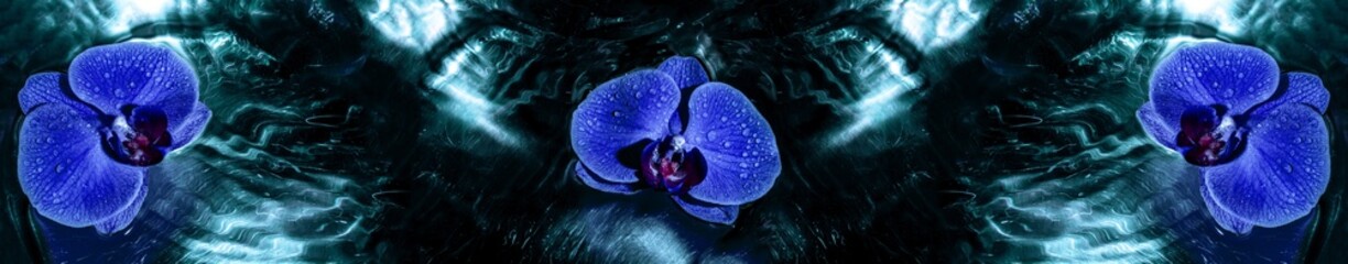 Panoramic view of three blue orchids macro on the water forming circles and reflections under water