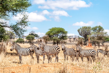 Fototapeta na wymiar Zebras grazing on plains in Tarangire National Park in Tanzania, Africa.
