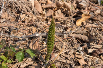 Delle piante di equisetum crescono nel terreno appena disboscato dall'uomo