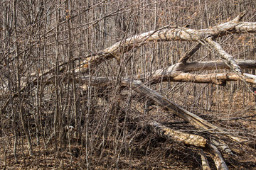 tree collapsed in the forest on the road
