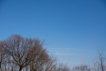 Image of Isolated Trees on a Blue Sky Background