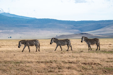 Obraz na płótnie Canvas Zebras grazing in Tarangire National Park, Tanzania, Africa