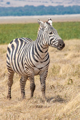 Fototapeta na wymiar Close up of zebra at the Ngorogoro Crater in Tanzania, Africa.
