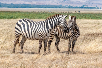 Fototapeta na wymiar Close up of zebras nuzzling each other as if kissing at the Ngorogoro Crater in Tanzania, Africa.