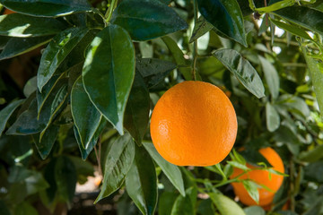 orange single