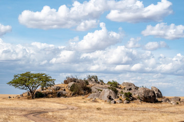 Jeeps on safari in the Serengeti, Tanzania, Africa