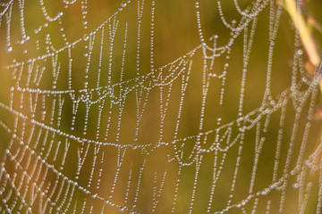 After the rain, the hidden beauty of this cobweb appears. Selective focus.