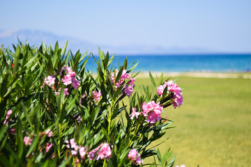 Piękne kwiaty nad brzegiem morza śródziemnego w Grecji na wyspie Zakynthos - obrazy, fototapety, plakaty