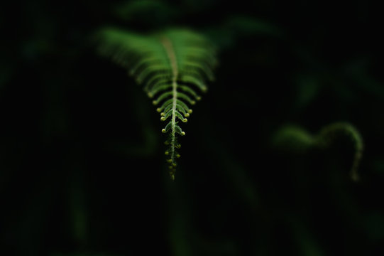 Curly Elegant Edges Of fern Leaf. Macro shot With Shallow Focus.