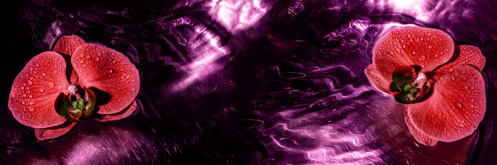 Panoramic view of two red orchids macro on the water forming circles and reflections under water