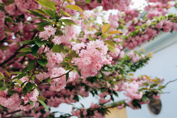 Hanami. Sakura flowers. Sakura flowers on background close up. Floral backdrop. Symbol of Japan.