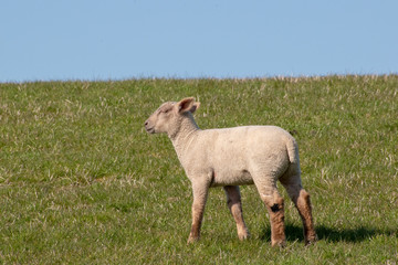 Lamm auf dem Dach