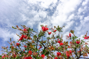 Red flowers blooming in the sunlight, against a cloudy blue sky
