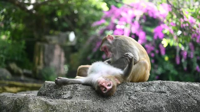 Two adult red face monkeys Rhesus macaque grooming each other in tropical nature park of Hainan, China. Cheeky monkey in the natural forest area. Wildlife scene with danger animal. Slow motion video