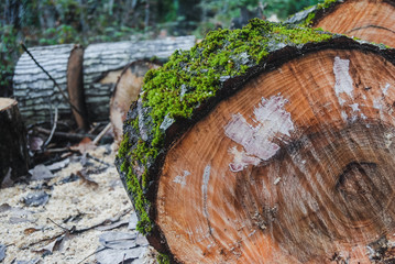 Closeup of texture of wooden logs with moss over leaves and sawdust