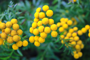Tansy also known as Common Tansy, Bitter Buttons, Cow Bitter, Mugwort or Golden Buttons.