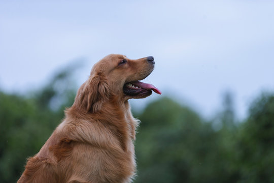 lovely golden retriever