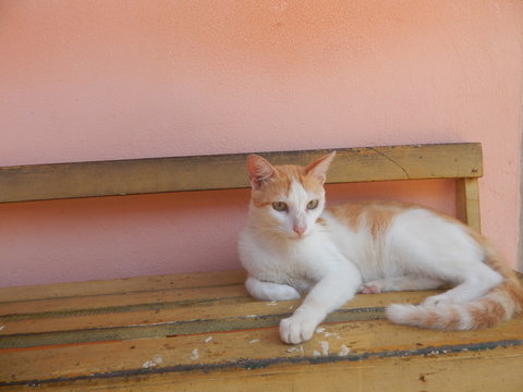 Gato
