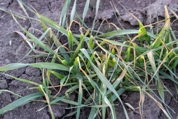 Destruction of wheat crops after frost. Drying of the forthcoming winter wheat crop from adverse weather conditions and heavy frosts in spring.