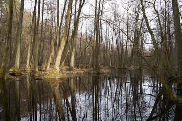 Fototapeta na wymiar swamps