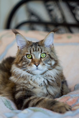 Close-up portrait of tabby Maine Coon kitten, selective focus © Sahaidachnyi Roman