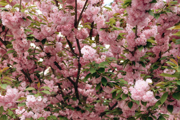 Flowers Sakura flowering in spring sakura tree. Abstract nature background. Symbol of Japan.