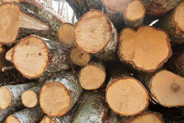 Fototapeta premium birch wood blocks, stacked