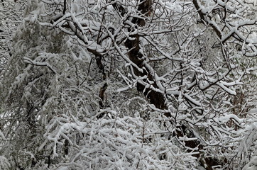 A late, heavy snowfall on the fallen tree branches,  Sofia, Bulgaria  