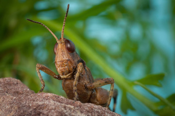 green grasshopper on a branch