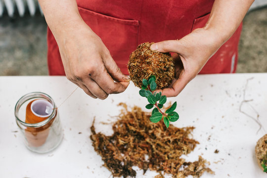 Closeup of Female Florist Making Japanese Mossball