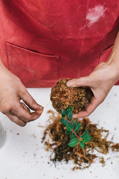 Closeup of Florist Making Mossball