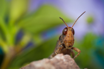 green grasshopper on a rock