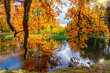 Fototapeta na wymiar Oak tree branches over pond in Catherine park in autumn, Pushkin (Tsarskoe Selo), Saint Petersburg, Russia